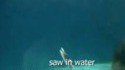 Comment un requin-scie attaque