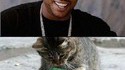 Chat et Rubik's Cube