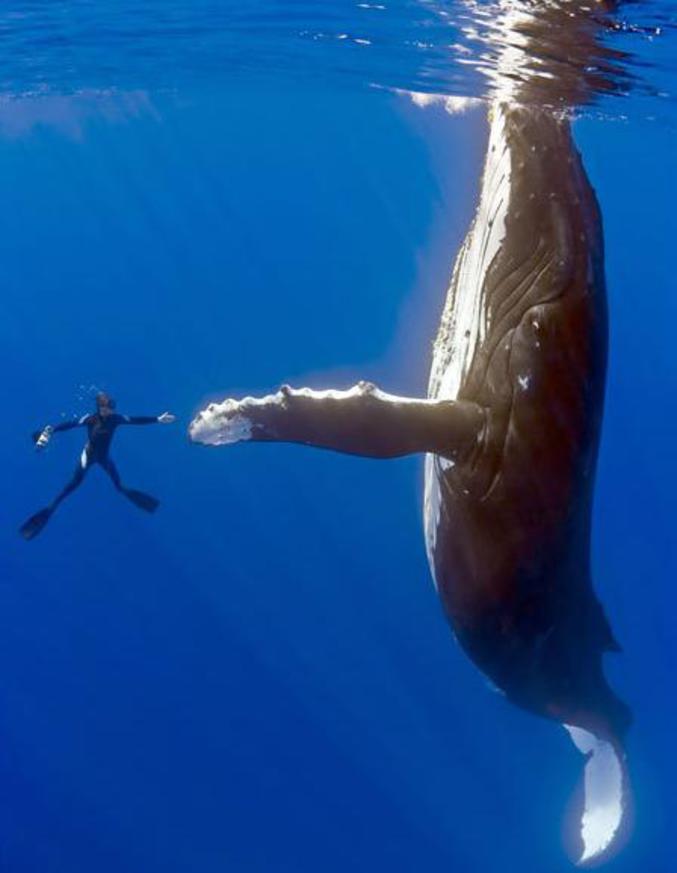 Avec une baleine !