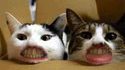 Les chats et leurs dents