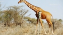 On ne peigne plus la girafe, on la peint!