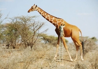 On ne peigne plus la girafe, on la peint!