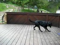Rêve de chien