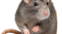 Résultats du concours de rats