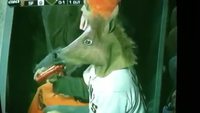 Un cheval regarde le Baseball