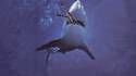 Requin