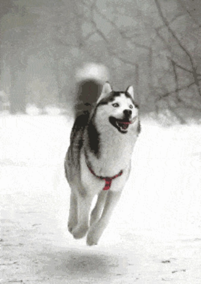 Ne pas confondre le Husky alpin