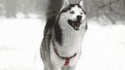 Ne pas confondre le Husky alpin