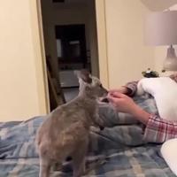 Bientôt il lui décochera des goldens de cow-boy en pleine poire 