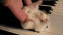 Hamster on a piano