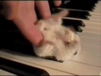 Hamster on a piano
