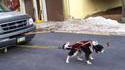 Chien de secours