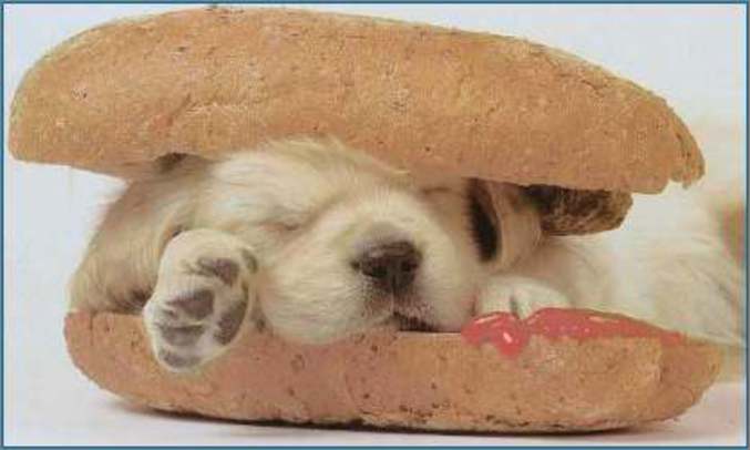 Un mignon petit chien qui est pris en sandwich dans un pistolet. Un sandwich au chien chaud, un hotdog.