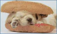 Hot dog