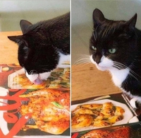 L'appel de la viande