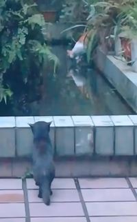 Un fdp se désaltérait dans le courant d'une onde pure