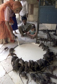 Only_in_India