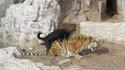 Un chien se fait un tigre