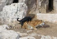 Un chien se fait un tigre