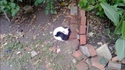 Chats Yin and Yang