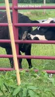 L’oiseau et la vache 