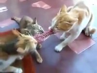 3 chats 1 viande