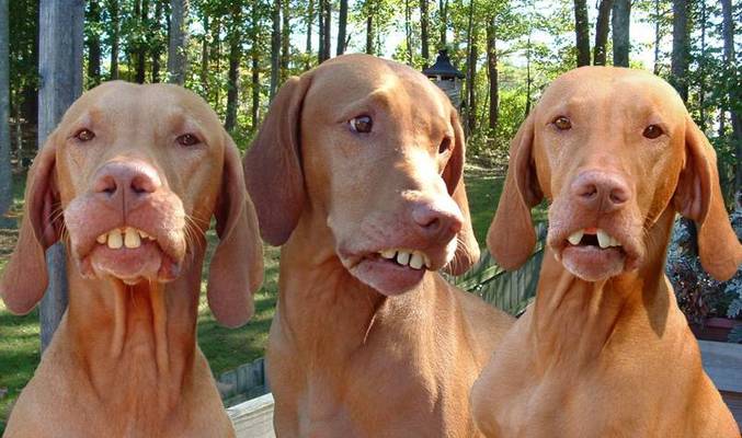 Un chien avec une très belle dentition.
