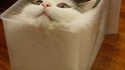 boîte à chat