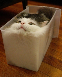 boîte à chat