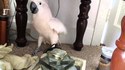 L'animal de compagnie de Patate-A-Eau