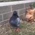 Pigeon imitateur 