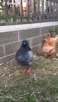 Pigeon imitateur 