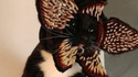 StrangerCat 