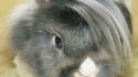 Lapin emo