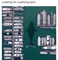 Avez vous déja vu une baleine chercher une place de parking?