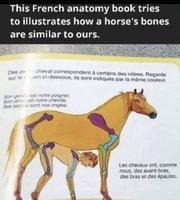Est-ce que ça va aider à mieux comprendre l'anatomie ?