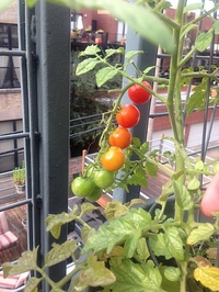 5 nuances de tomates