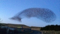 Murmuration