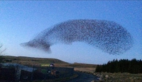 Murmuration