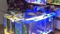 Bureauquarium