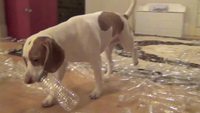 Cadeau de noël pour le chien