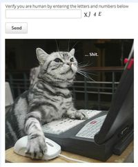 Le captcha en action
