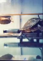 Don't worry be happy