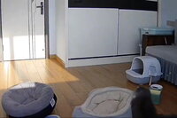 Les lundis pour les chats 