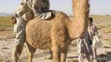 Pendant ce temps, au Moyen-Orient...