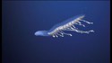 Créatures des profondeurs du Canyon de Ningaloo
