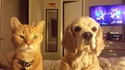 Comme chat et chien 22