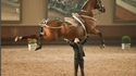 Musculation hippique