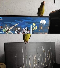 Elle adore se poser sur la télévision, c'est tellement mignon !