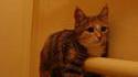 Monorail-cat 2